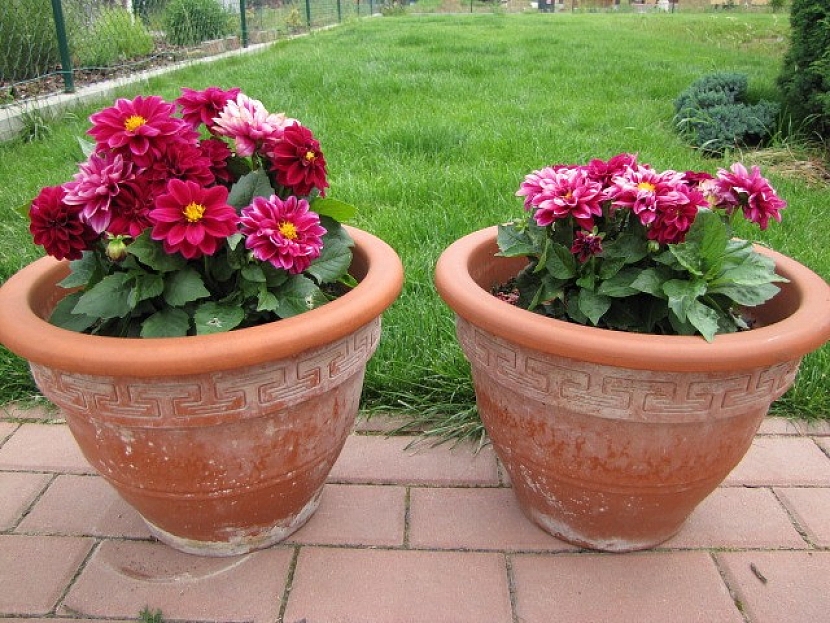 Rostlina při používání mykorhizního přípravku (vlevo)