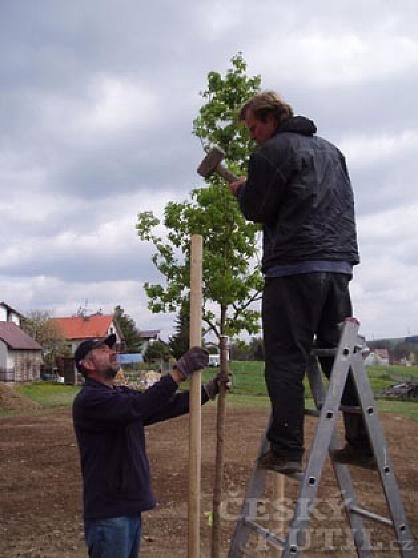 Výsadba stromu s kořenovým balem