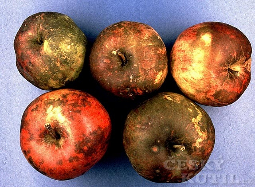 Skládkové choroby jablek