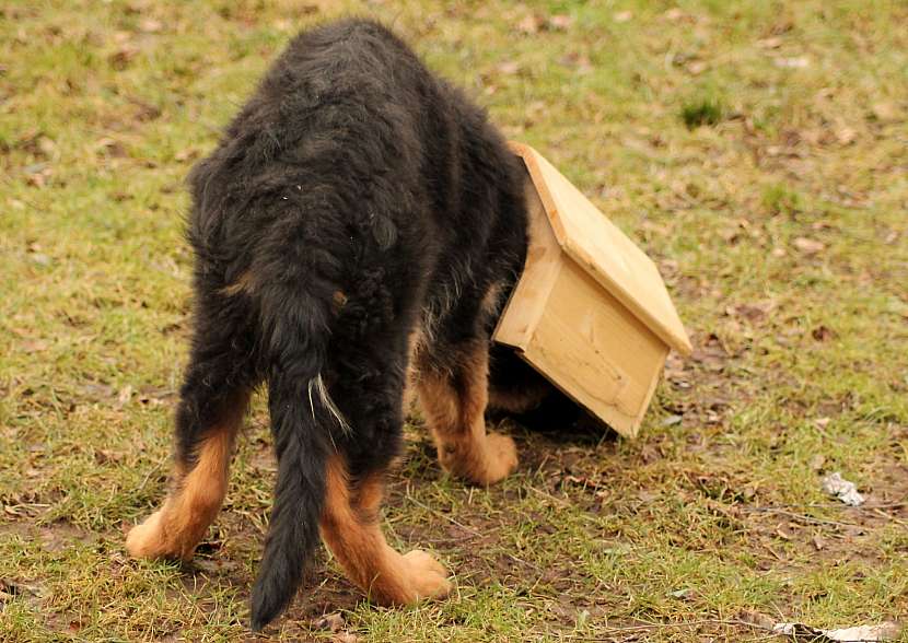 Při stavbě psí boudy nezapomínejte na důležité náležitosti (Zdroj: Depositphotos (https://cz.depositphotos.com) 