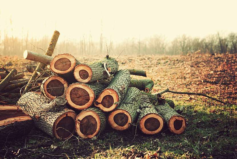 Do kamen není dobré hodit každé dřevo ani to, co jste získali z právě pokáceného stromu