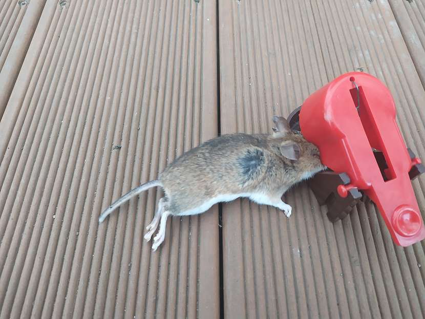 Odchyt myší do pastiček