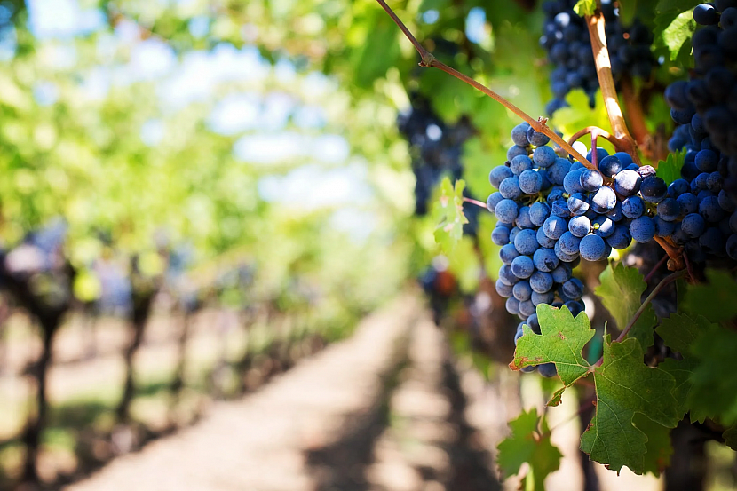 Hroznové víno je pro naše zdraví nepostradatelné (Zdroj: Pexels)