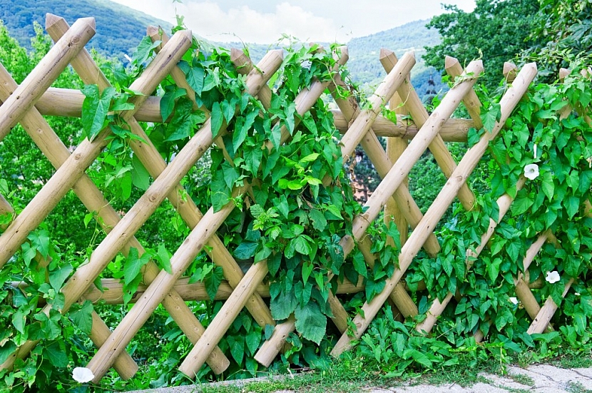 Jaký plot ozdobí váš dům a vaši zahradu?