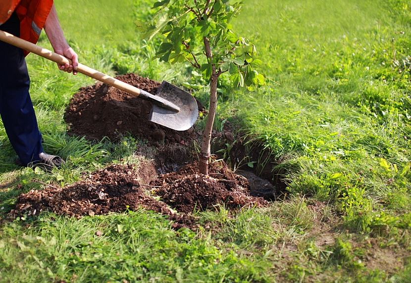 Výsadba stromů v zemním balu (Zdroj: Zahradnictví flos)
