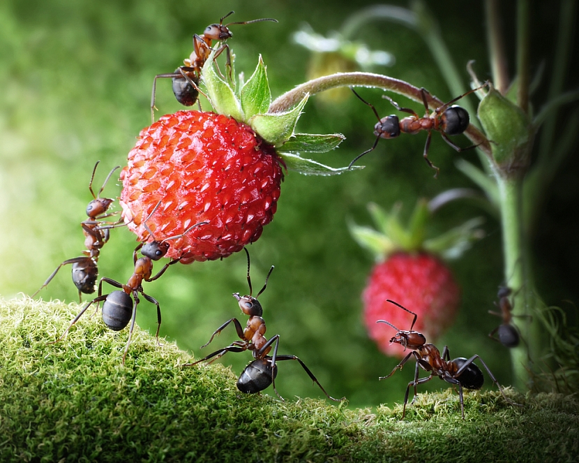 Jak se zbavit mravenců na zahradě (Zdroj: Depositphotos)