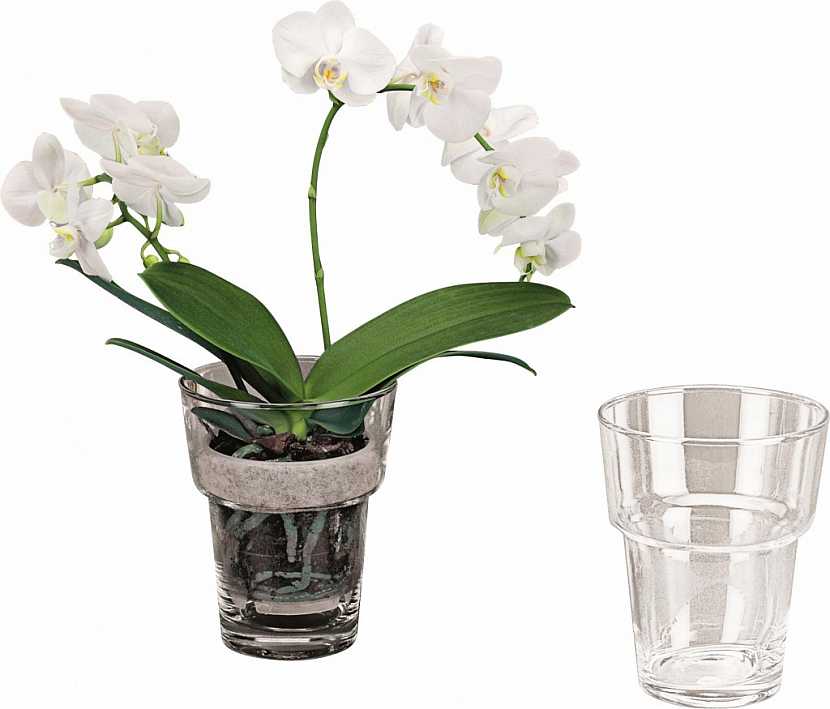BAUHAUS Rádce – orchideje