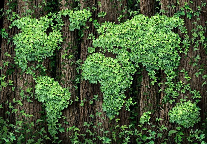 Ochrana lesů je zásadní pro jejich růst