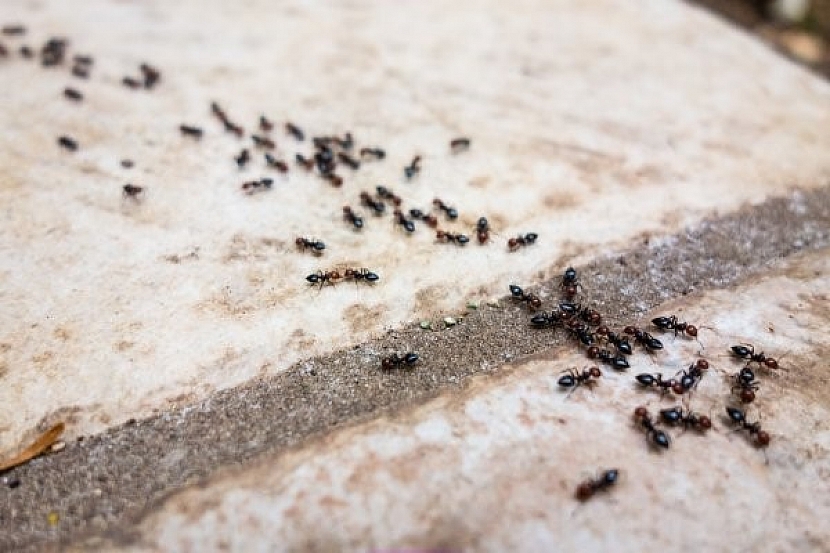 mravenčí cestičky