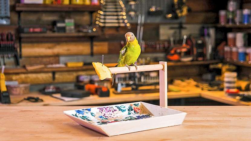 Výroba bidla pro papouška je výzva pro každého milovníka zvířat (Zdroj: Prima DOMA MEDIA, s.r.o.)