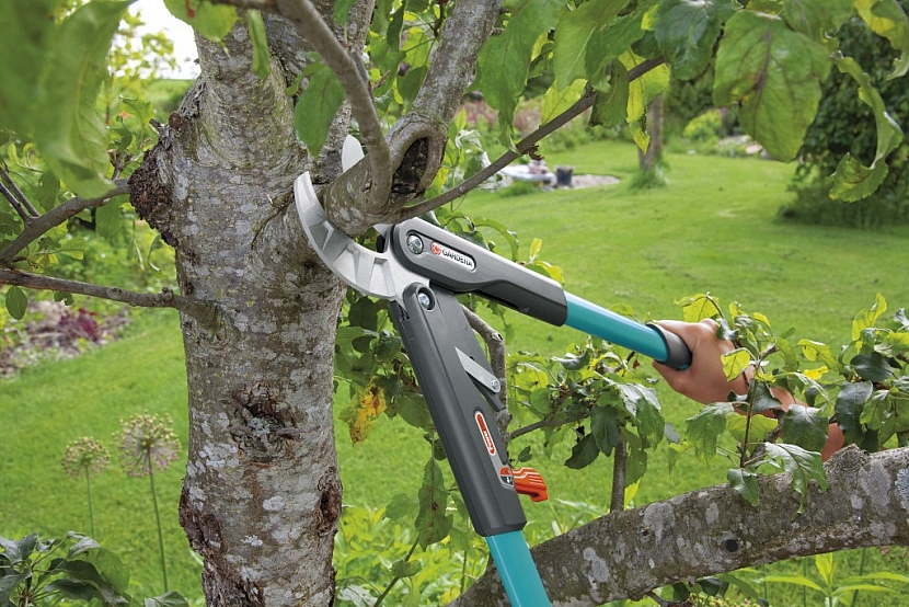 10 tipů na jarní prořez ovocných stromů: