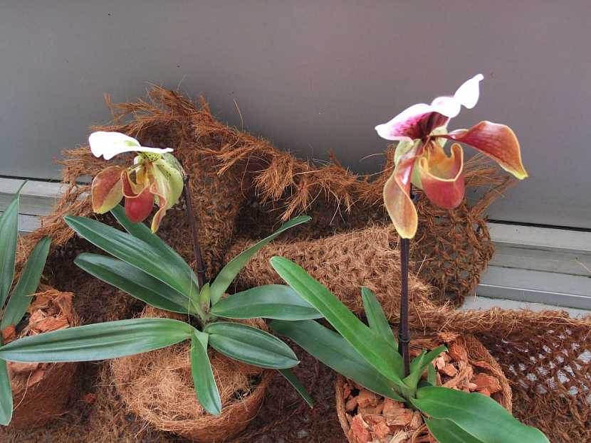 Orchidej miltonia a paphiopedilum