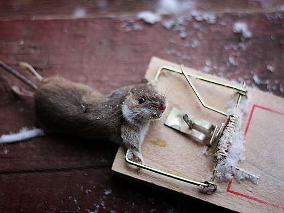  / Depositphotos (https://cz.depositphotos.com)