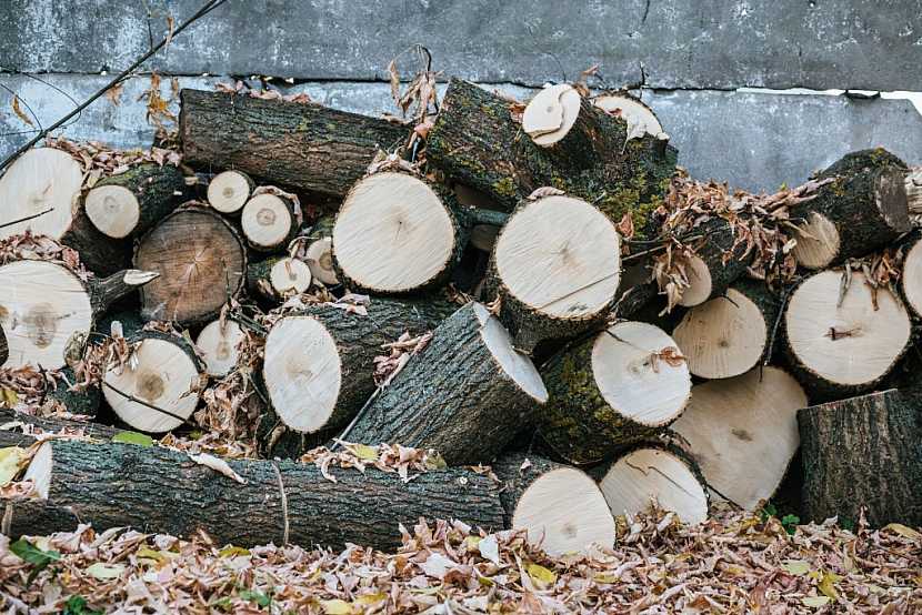 Začněte výběrem kvalitního dřeva