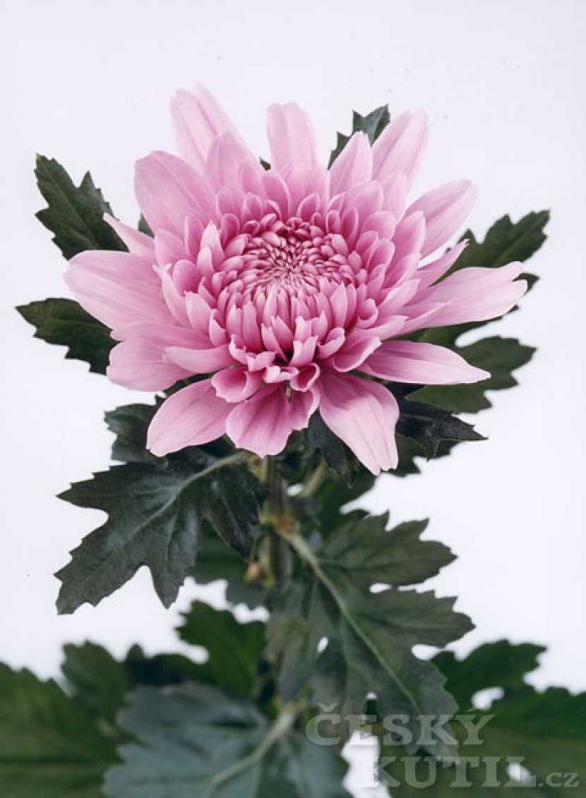 Krásná a vděčná chryzantéma