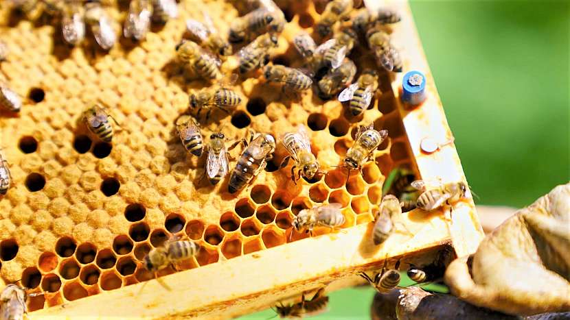 Včelaři se nevěnují jen produkcí medu
