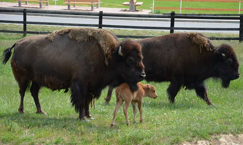 Šiklův mlýn zahajuje sezónu křestem bizoního mláděte