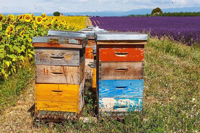 Jak přemístit včelí úly na zimu do tepla? (Zdroj: Depositphotos (https://cz.depositphotos.com))
