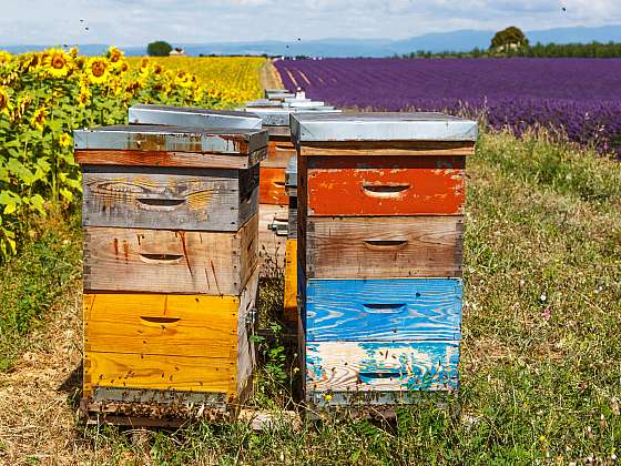 otevřít: Začněte přemýšlet nad zazimováním včelích úlů