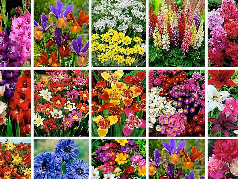 ... vybírejte z pestré nabídky květin katalogu Bakker jaro 2014