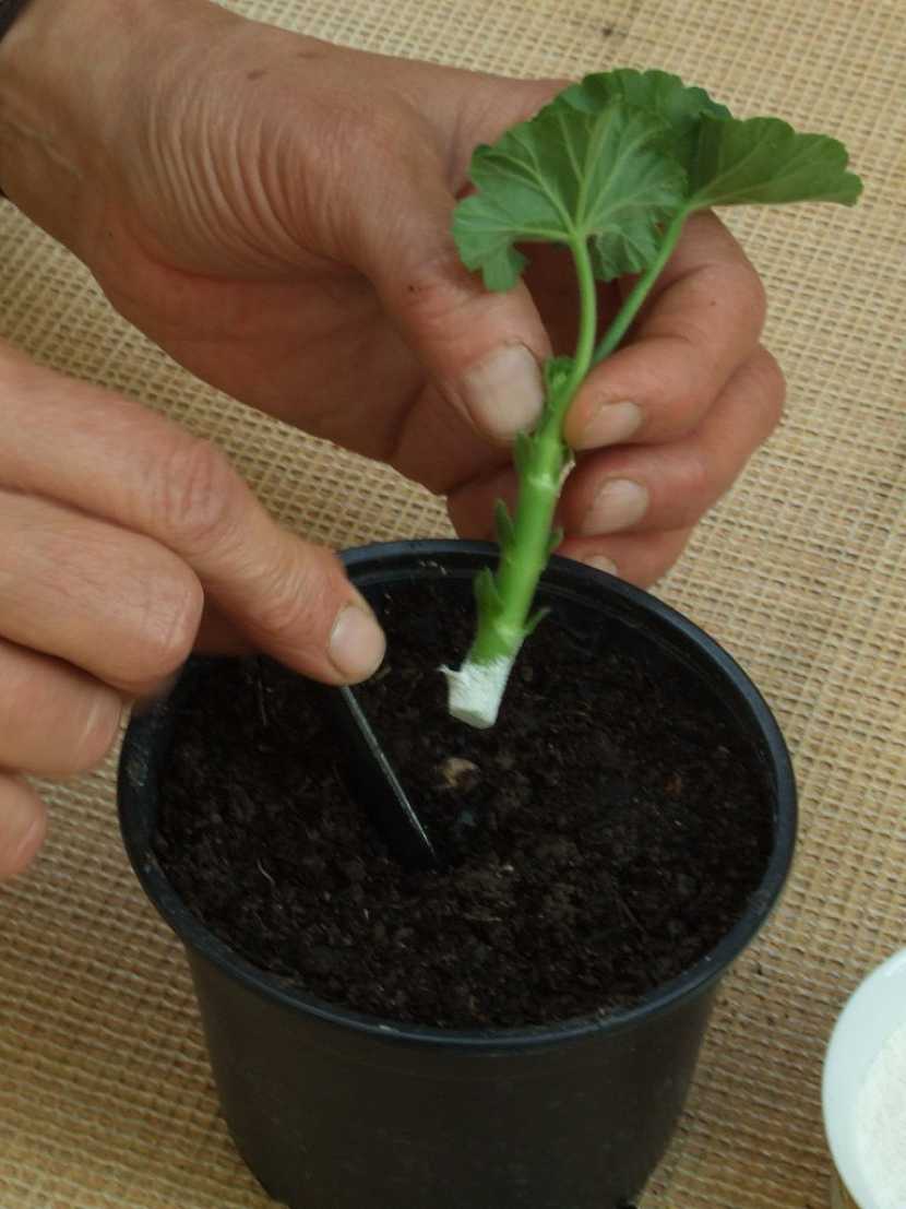 Rostlinku vložte do jamky