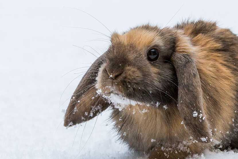 Krmení pro králíky musí být vyvážené i v zimě (Zdroj: Depositphotos)