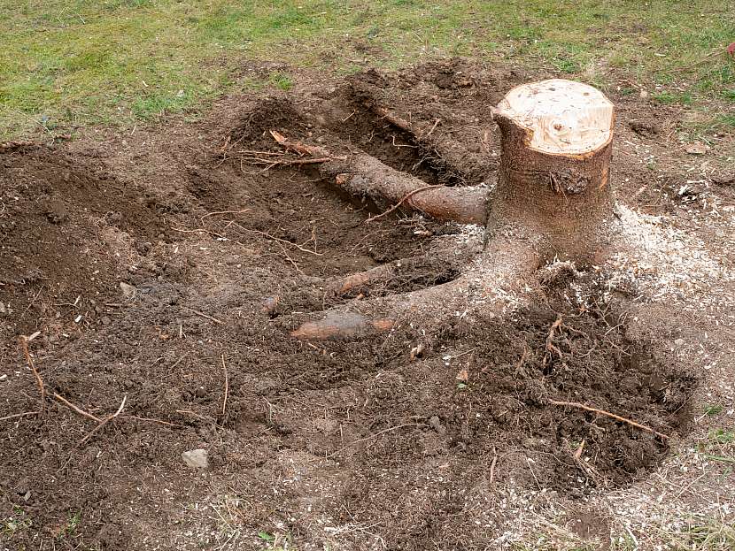 Vytažení nebo vykopání pařezu je velmi namáhavá práce