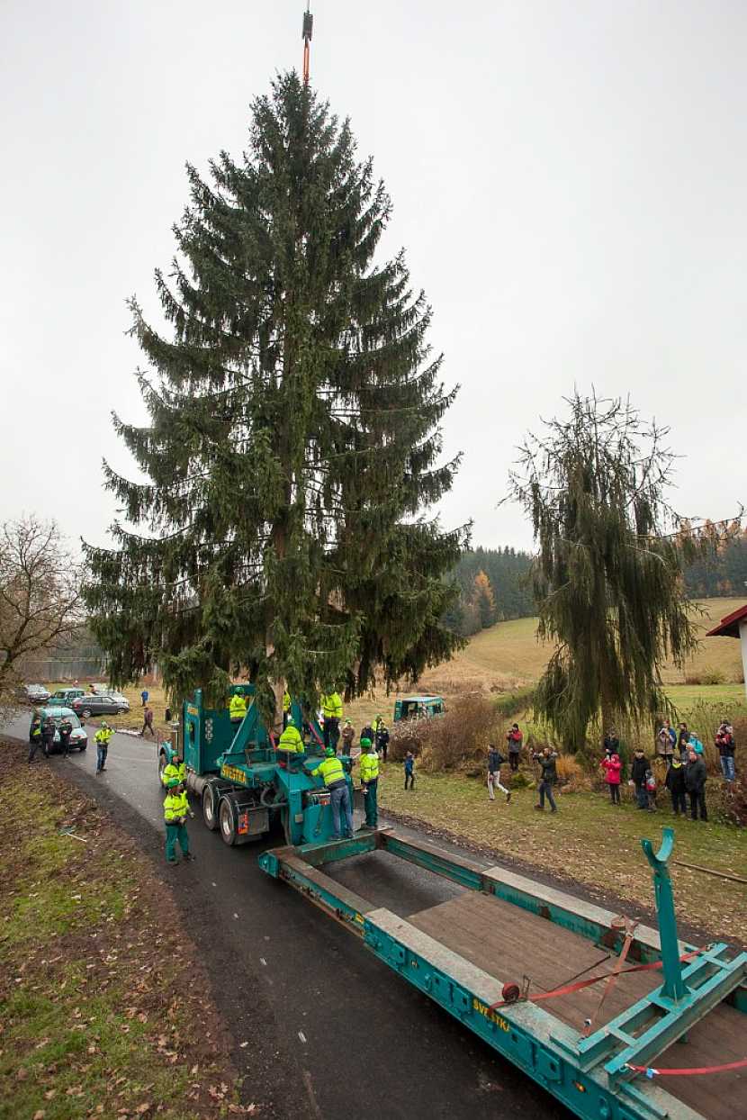 Vánoční strom pro Prahu kácela jedna z největších motorových pil v ČR