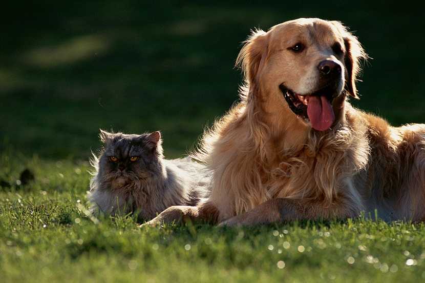 10 častých omylů o parazitech u psů a koček (Zdroj: Ogilvy)