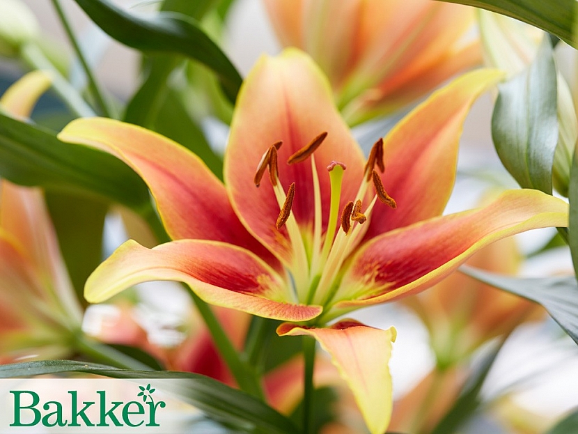Mnoho krásných druhů lilií můžete objednat v e-shopu BAKKER