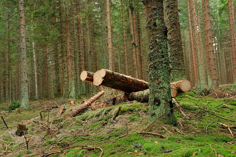 Nejhorší variantou je nechat dřevo napadené kůrovcem volně ležet v lese, kde postupně zetlí