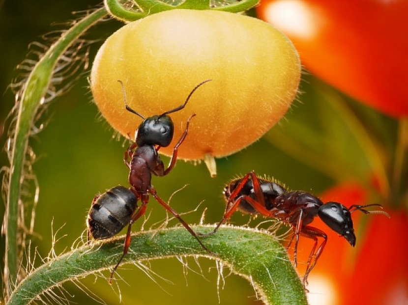 mravenci na zelenině