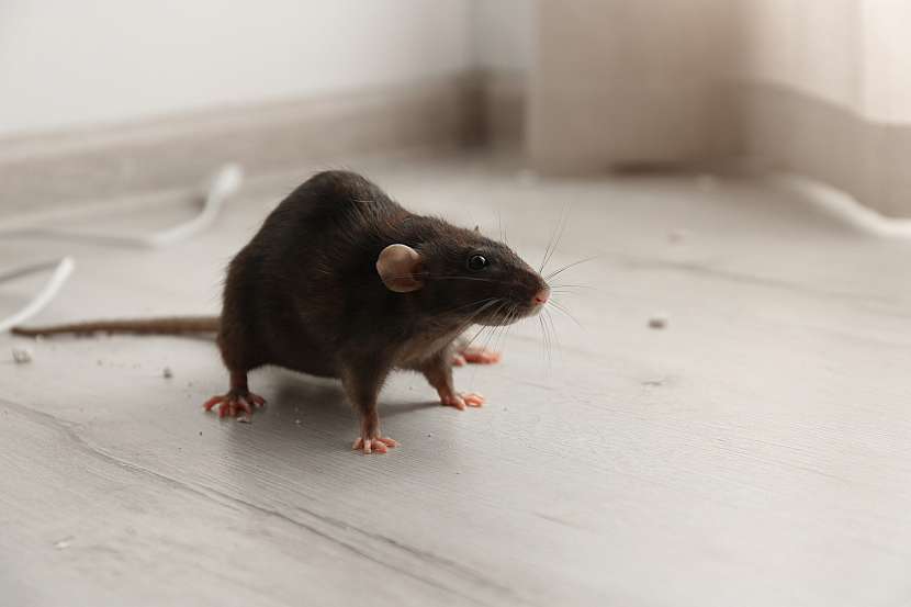 Na zimu se myši a potkani stěhují do našich příbytků (Zdroj: Depositphotos (https://cz.depositphotos.com))