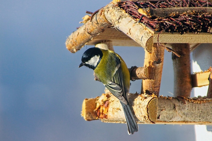 Ptačí krmítko by mělo mít stříšku, která dostatečně ochrání potravu před sněhem a deštěm. Zabrání vlhnutí a plesnivění potravy. (foto: pixabay.com)