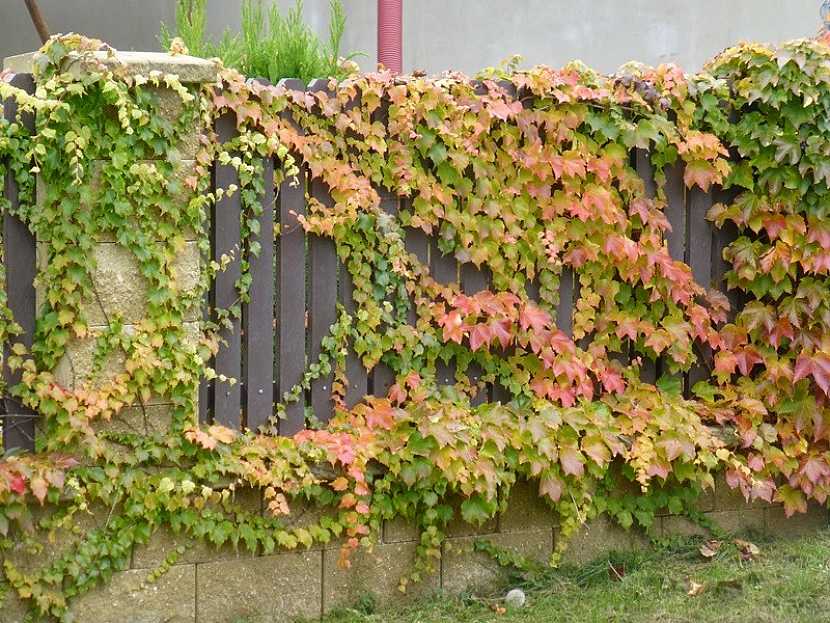 Podzimní zahrada – vyřezávané dýně a úroda