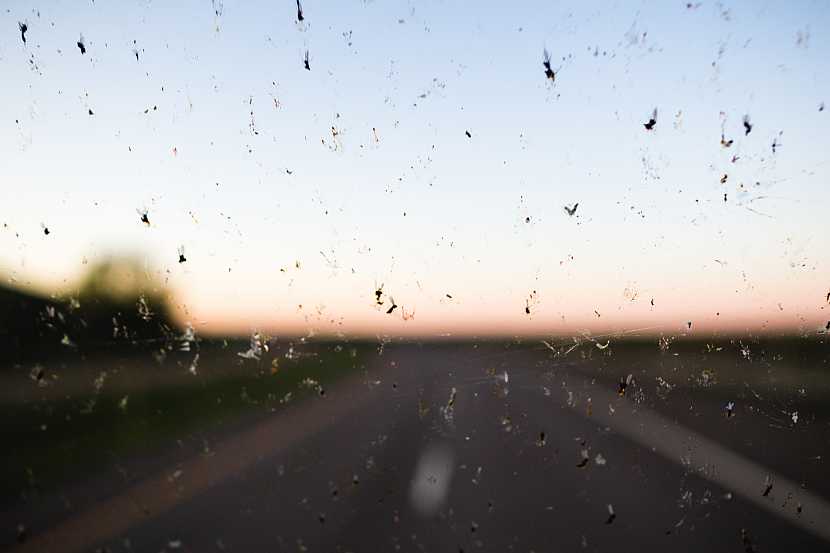 Jak na čistá skla, aneb hmyz nepřítel řidiče (Zdroj: Depositphotos)
