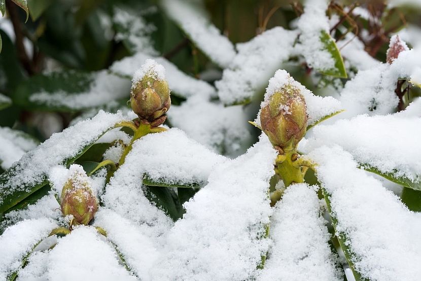 Při větším množství sněhu rostliny bráníme před poškozením