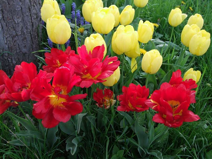 Pozvánka na jarní výstavu květin do Kroměříže