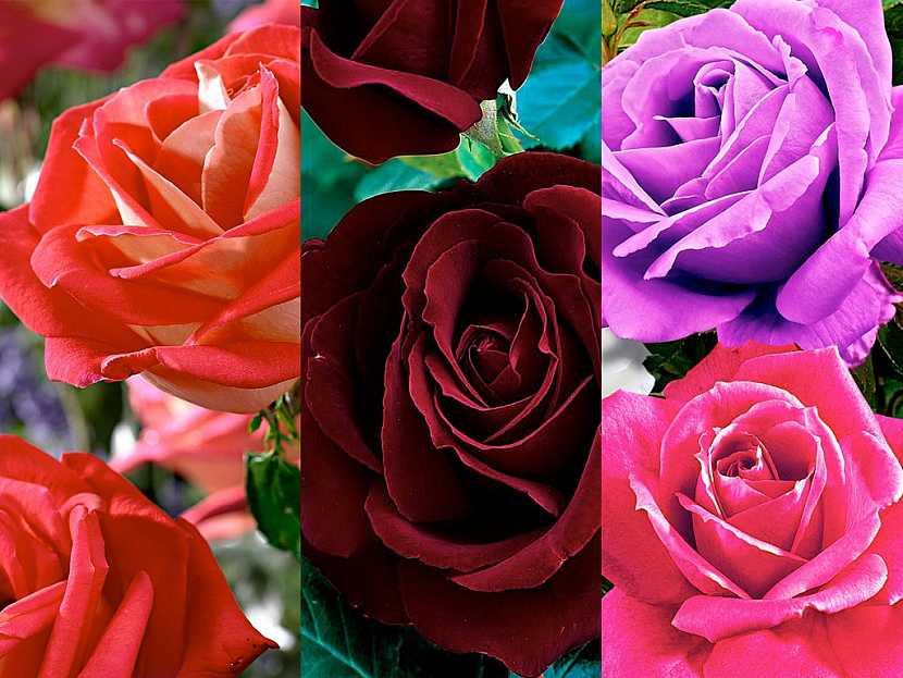V jarním katalogu Bakker najdete pestrou nabídku nádherných růží