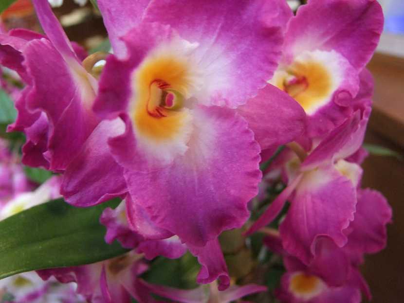 Víte, jak přesadit orchidej?