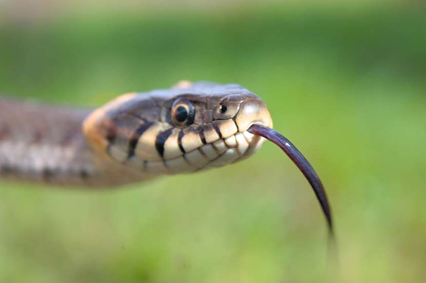 Chcete pomoci přírodě? Postavte líhniště pro hady čili hadník (Zdroj: Depositphotos (https://cz.depositphotos.com))