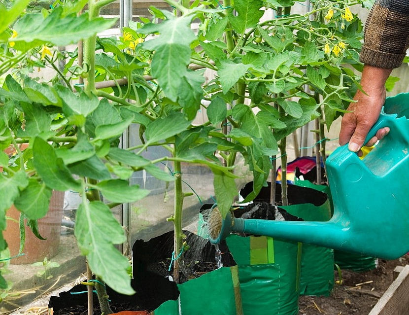 Vypěstujte si BIO zeleninu – třeba na balkoně