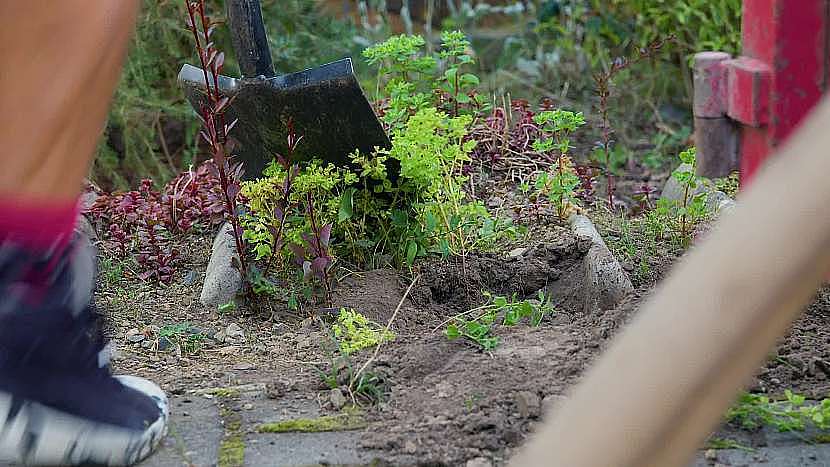 Okrasné rostliny opatrně vykopejte a uložte, budou se ještě hodit