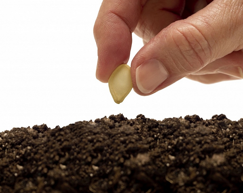 Nová moderní osiva a semena pro vaši zahradu (Zdroj: Depositphotos)