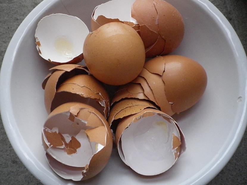 Roztlučené vaječné skořápky jsou pro plže překážkou