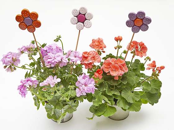  / Pelargonium of Europe