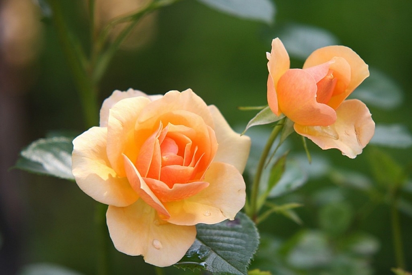 Aby růže krásně kvetly je nutné jim věnovat náležitou péči a také je chránit před chorobami a škůdci