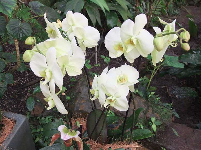 Orchidej můrovec (phalaenopsis)