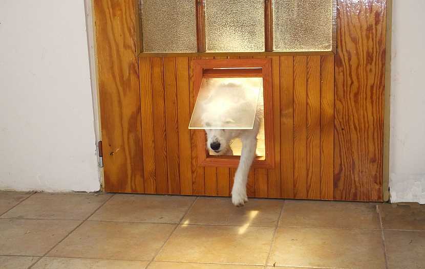 Jak udělat do dveří průlez pro psa (Zdroj: Prima DOMA MEDIA, s.r.o.)
