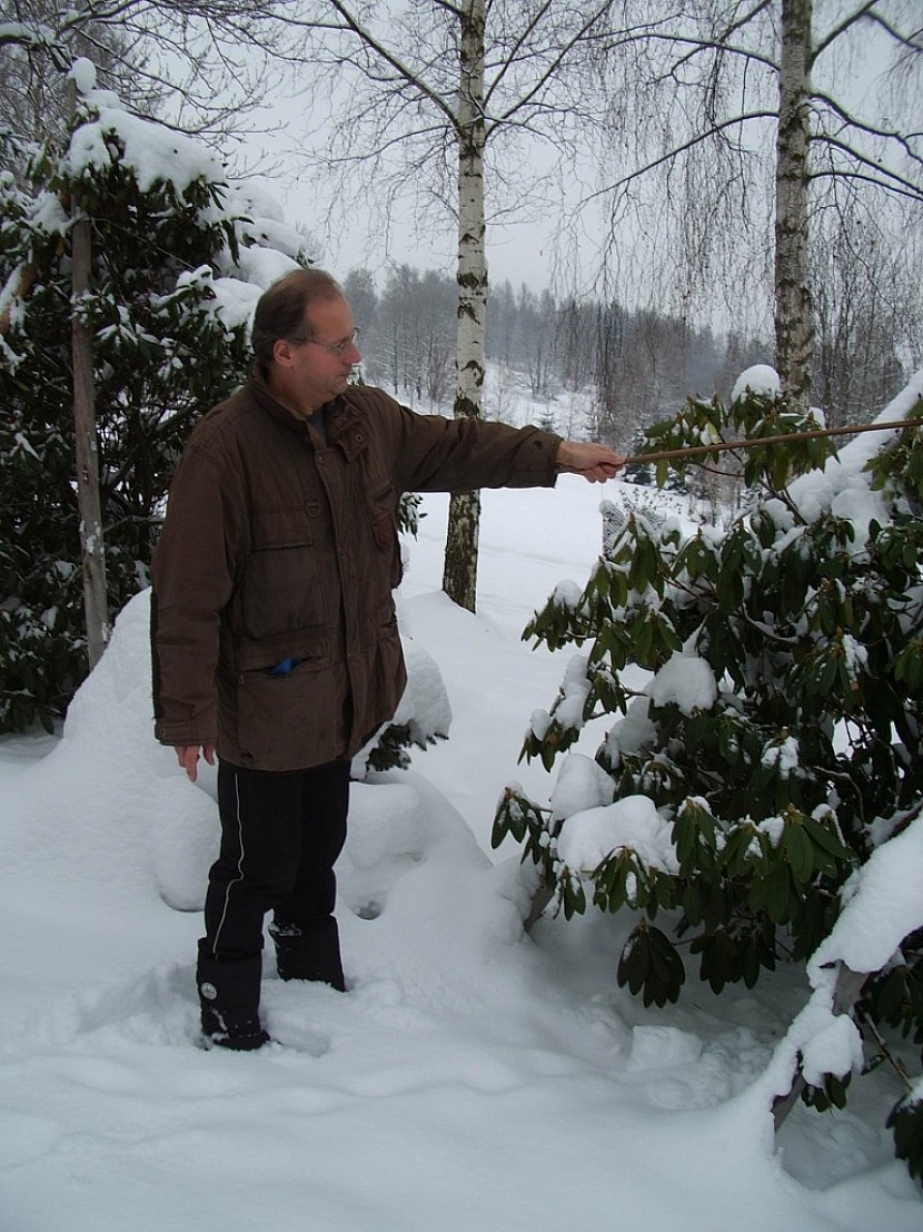 Vysoká vrstva sněhu by mohla vrcholky stromků poškodit, mohly by se rozlomit